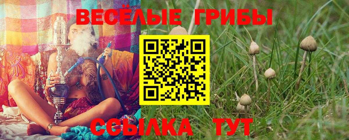 Галлюциногенные грибы Psilocybine cubensis  Вход с VPN  сколько стоит  Галлюциногенные грибы Cubensis  Звенигород 